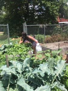 family garden three