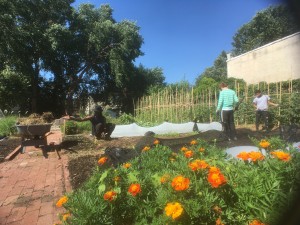 garden with marigolds