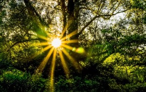 Gratitude sun rising